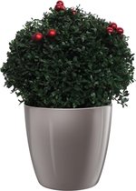 FloraExpert - Ilex - 45 Cm - Ø 30