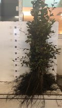 PM Fagus sylvatica - groene beuk - 25 stuks 100-125cm blote wortel