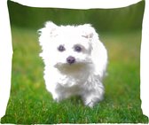 Sierkussen - Maltezer Hond Op Een Grasveld - Multicolor - 60 Cm X 60 Cm