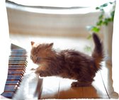 Chat - Animal - Chaton