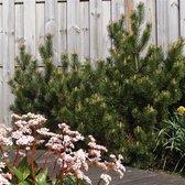 Pinus mugo mughus - Bergden - Planthoogte: 30-40 cm - Pot Ø 23 cm (5 liter)