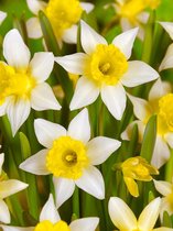 60x Narcissen 'Topolino'  bloembollen met bloeigarantie