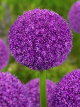 10x Allium 'Ambassador®'  bloembollen met bloeigarantie