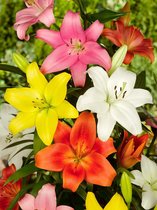 32x Lelies 'Aziatisch gemengd'  bloembollen met bloeigarantie