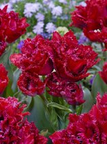 80x Tulpen 'Cranberry thistle' - BULBi® Bloembollen met bloeigarantie