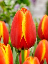 100x Tulpen 'Worlds favourite'  bloembollen met bloeigarantie