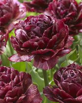 30x Tulpen 'Nachtwacht'  bloembollen met bloeigarantie