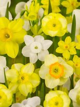 250x Narcissen 'Narcis specie gemengd'  bloembollen met bloeigarantie