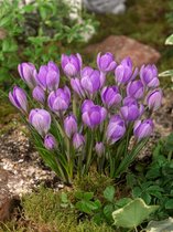 200x Crocus 'Barr's purple tommasianus'  bloembollen met bloeigarantie