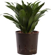 Plant in hydrocultuur systeem van Botanicly: Drakenboom met weinig onderhoud – Hoogte: 25 cm – Dracaena derem. Janet Craig Compacta