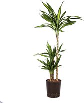 Plant in hydrocultuur systeem van Botanicly: Drakenboom met weinig onderhoud – Hoogte: 95 cm – Dracaena derem. Ricki