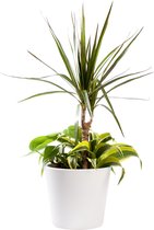 Plant in hydrocultuur systeem van Botanicly: Drakenboom met weinig onderhoud – in wit kleurig hydrocultuur sierpot – Hoogte: 45 cm – Dracaena Marginata