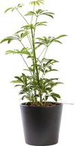 Plant in hydrocultuur systeem van Botanicly: Vingersboom met weinig onderhoud – in antraciet kleurig hydrocultuur sierpot – Hoogte: 35 cm – Schefflera arboricola