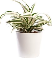 Plant in hydrocultuur systeem van Botanicly: Drakenboom met weinig onderhoud – in wit kleurig hydrocultuur sierpot – Hoogte: 25 cm – Dracaena derem. White Jewel