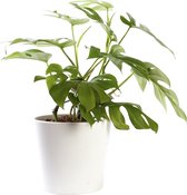 Plant in hydrocultuur systeem van Botanicly: Rhaphiolepis indica met weinig onderhoud – in wit kleurig hydrocultuur sierpot – Hoogte: 30 cm