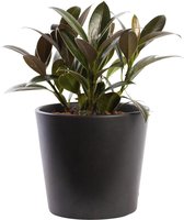 Plant in hydrocultuur systeem van Botanicly: Rubberboom met weinig onderhoud – in antraciet kleurig hydrocultuur sierpot – Hoogte: 25 cm – Ficus elastica Melanie Petite