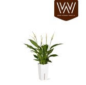 Luchtzuiverende lepelplant met zelfwaterende bloempot – Spathiphyllum wit in wit automatisch watergeefsysteem – Witte kamerplant 35 tot 50cm - Ø12 – Waterfresh 10,5x10,5x18cm