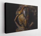 Canvas schilderij - Hornet close-up, dead animal (Vespa crabro)  -    749104165 - 80*60 Horizontal