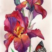 Crafting Spark / Cs Hobby Diamond Painting Iris  70 x 40 Vierkante Steentjes