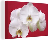 Canvas Schilderij Witte orchidee op rood - 120x80 cm - Wanddecoratie