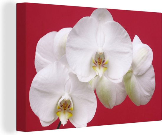 Canvas Schilderij Witte orchidee op rood - 120x80 cm - Wanddecoratie