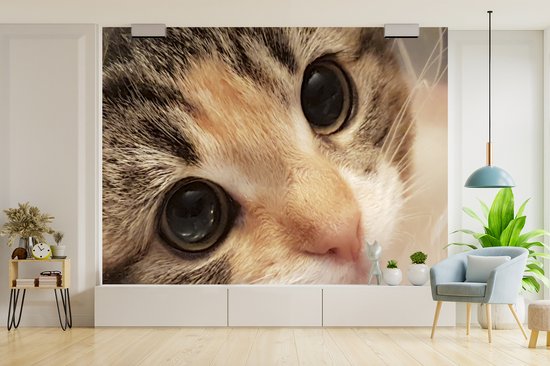 Papier peint photo vinyle - Un gros plan d'un chaton largeur 400 cm x hauteur 300 cm - Tirage photo sur papier peint (disponible en 7 tailles)