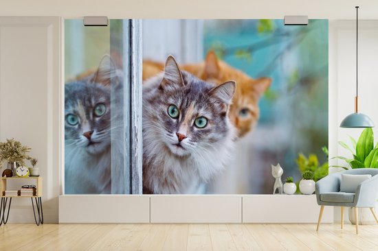 Papier peint - Papier peint Papier peint photo Chat - Fenêtre - Chats - Largeur 330 cm x hauteur 220 cm