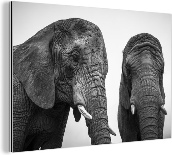 Wanddecoratie Metaal - Aluminium Schilderij Industrieel - Nieuwsgierige olifanten in zwart-wit - 180x120 cm - Dibond - Foto op aluminium - Industriële muurdecoratie - Voor de woonkamer/slaapkamer