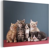 Portrait de groupe de chatons Aluminium 90x60 cm - Tirage photo sur aluminium (décoration murale en métal)