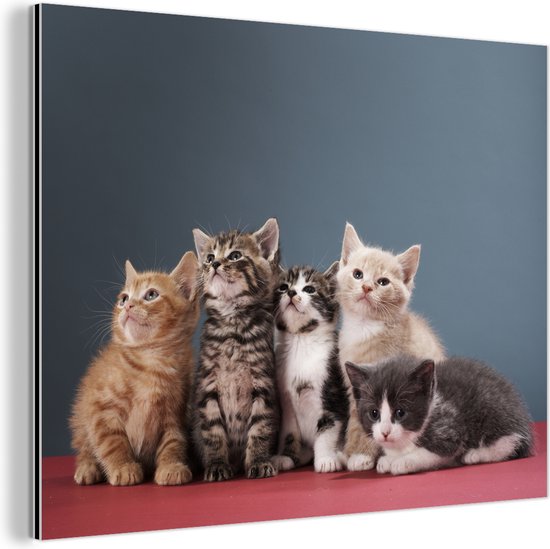 Wanddecoratie Metaal - Aluminium Schilderij - Kittens - Blauw - Roze