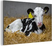 Joli veau d'une vache frisonne se trouve dans la paille Aluminium 60x40 cm - Tirage photo sur aluminium (décoration murale en métal)