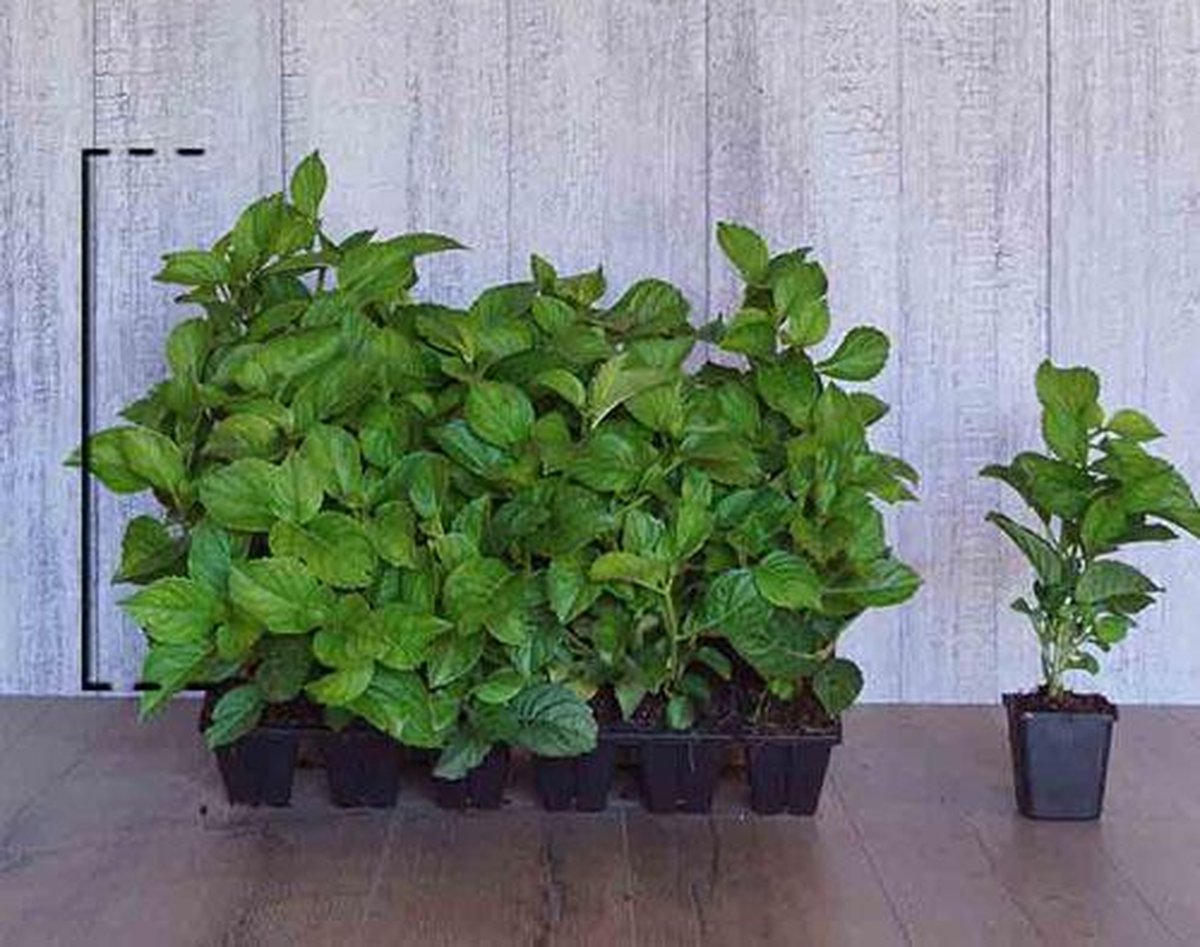 18 stuks | Hortensia 'Red Baron' P9 tray - Bloeiende plant
