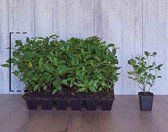 18 stuks | Pluimhortensia 'Little Lime' P9-tray - Bloeiende plant