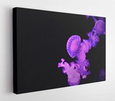 Roze paarse kwallen op donkere achtergrond - Modern Art Canvas - Horizontaal - 1394882981 - 50*40 Horizontal