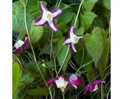 6x Epimedium rubrum - Elfenbloem - Pot 9x9 cm