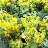 6x Euphorbia myrsinites - Wolfsmelk - Pot 9x9 cm