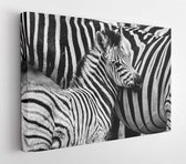 Twee zebra's in het Addo Elephant National Park, in de buurt van Port Elizabeth, Zuid-Afrika - Modern Art Canvas - Horizontaal - 1609358965 - 115*75 Horizontal