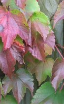 2 x Parthenocissus tricuspidata ' Veitchii' WILDE WINGERD - 40 cm