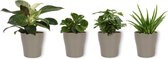 Set van 4 Kamerplanten - Aloe Vera & Peperomia Green Gold  & Coffea Arabica & Philodendron White Wave - ± 25cm hoog - 12cm diameter - in zilveren metallic look pot