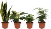 Set van 4 Kamerplanten - Asparagus Plumosus & Coffea Arabica & Sansevieria Superba & Philodendron White Wave - ± 25cm hoog - 12cm diameter