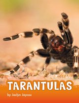 Animals - Tarantulas