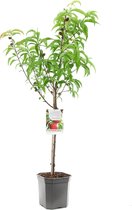 Prunus persica nucipersica Madame Blanchet | nectarine | Ø 24 cm