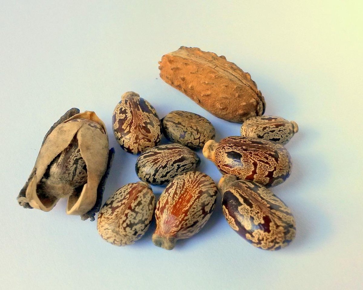 Lavendelolie kopen bij Holland & Barrett