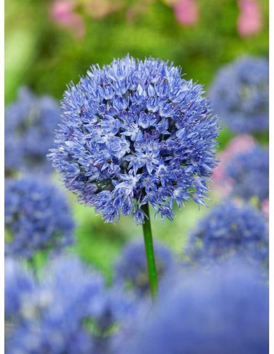 Caeruleum Allium Bloembollen 15 stuks bolmaat 5+