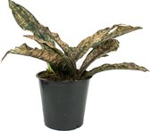 Sansevieria Futura Superba  Ø 12cm  Beworteld stekje  Slangenplant