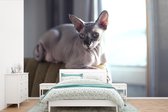 Behang - Fotobehang Sphynx kat ligt op een stoel - Breedte 600 cm x hoogte 400 cm