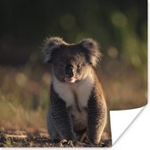 Poster Koala - Zon - Dier - Kinderen - Jongens - Meisjes - 75x75 cm
