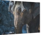 Aziatische olifant - Foto op Dibond - 80 x 60 cm
