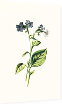 Blauwklokje (Browallia White) - Foto op Dibond - 40 x 60 cm