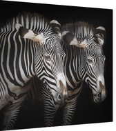 Zebra koppel op zwarte achtergrond - Foto op Dibond - 40 x 40 cm